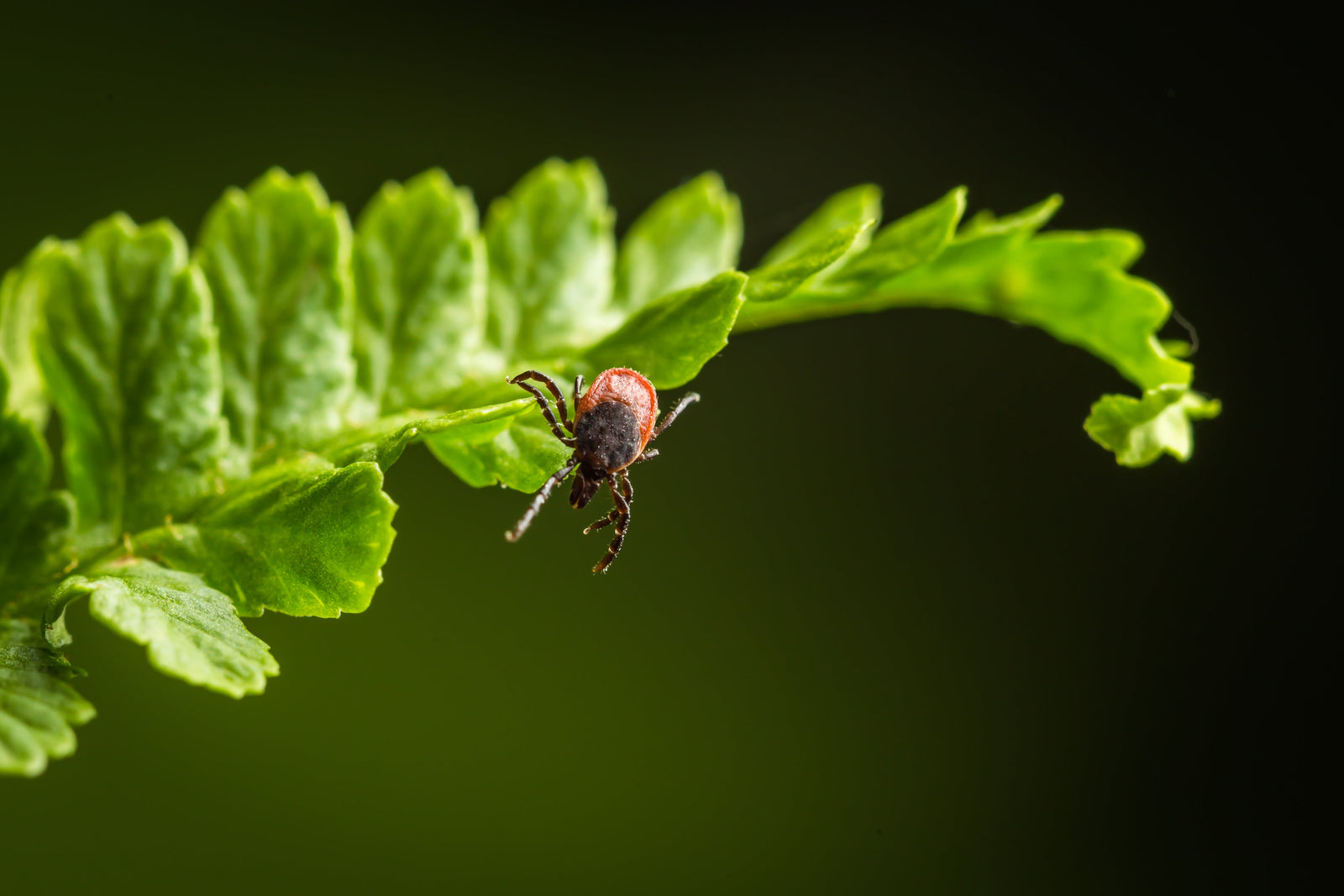 Zecken im Frühling: Warum sie jetzt aktiv sind – und wie du dich richtig schützt
